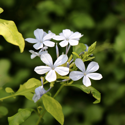 VeganEarth&Soul picture