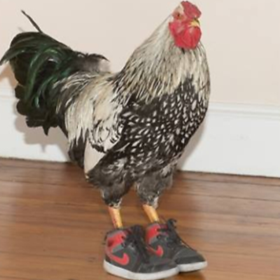 veganforseitan picture