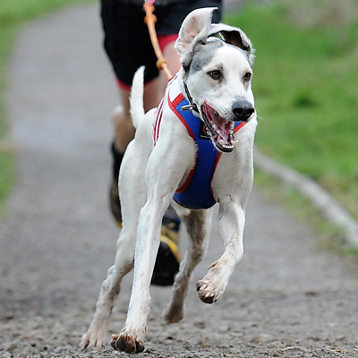 BalooDogrunner picture