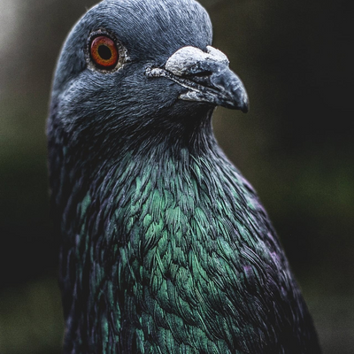 Mr.Pigeon picture