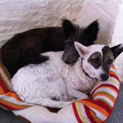 SeagullWoman picture