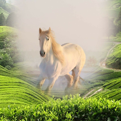 SugCVannilla picture