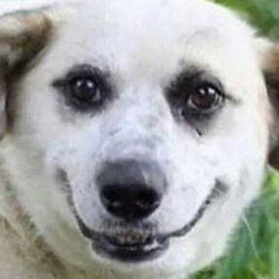 GoldieMajtas picture