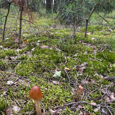 demibelladona picture