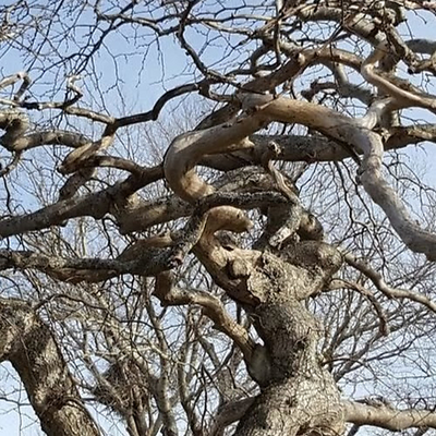 CharlesVigneau picture