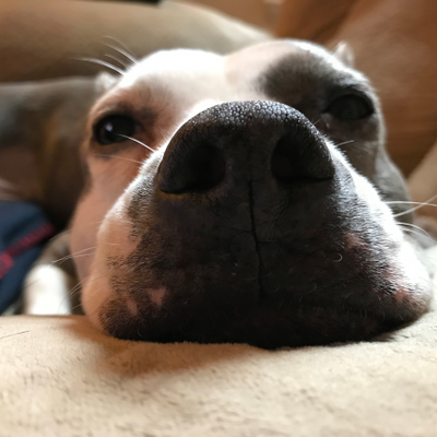 PennyPlantEater picture