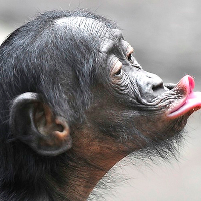 Bonobo picture