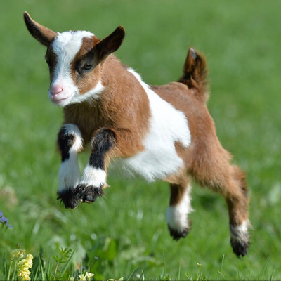 cheerfulgoat picture