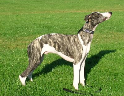 showwhippets picture