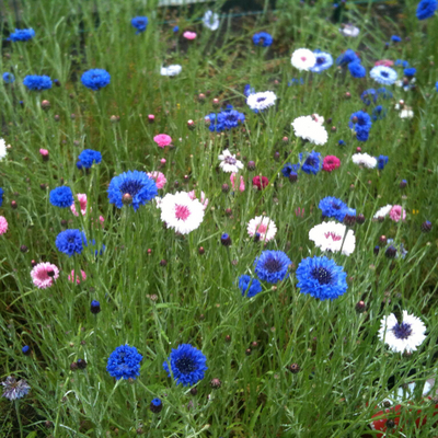 Flax picture