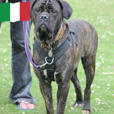 JuliaCocorachio picture