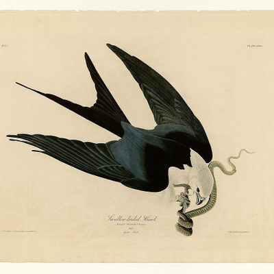 AmanakaSelva picture