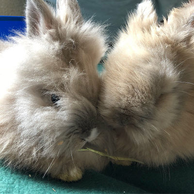 Stringbeanjeane picture