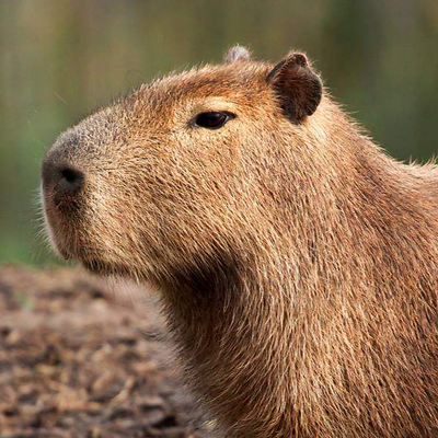 CapybaraLoaf picture