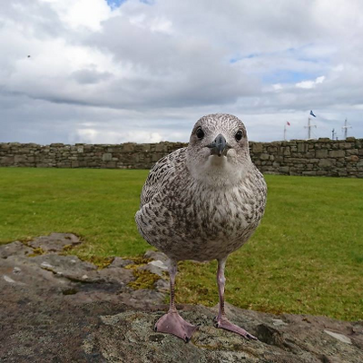 MarineCharlie picture