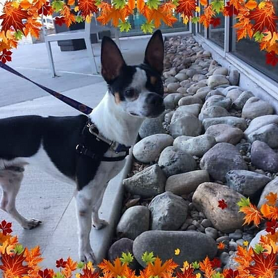 DawnAnderson picture