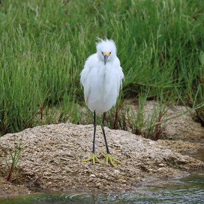 SaveTheKiwiBird picture