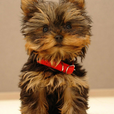 thebettytorres65 picture