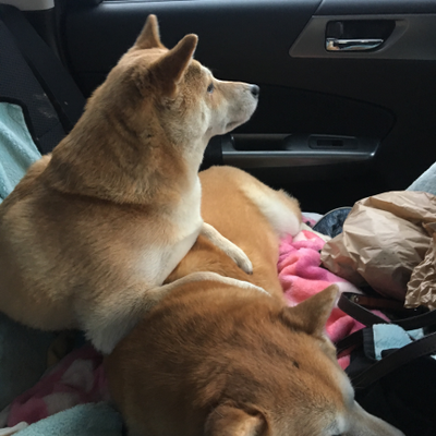 dora_the_explorer picture