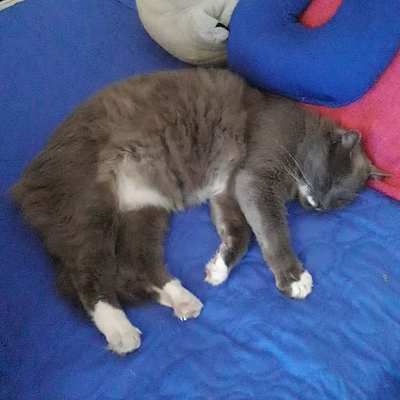 cheapydesgraciada picture