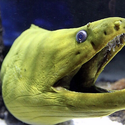 Eel picture