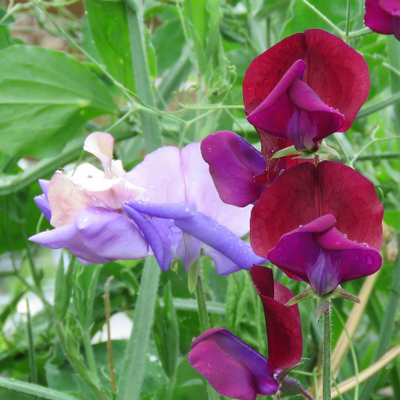 HeatherBrowning picture