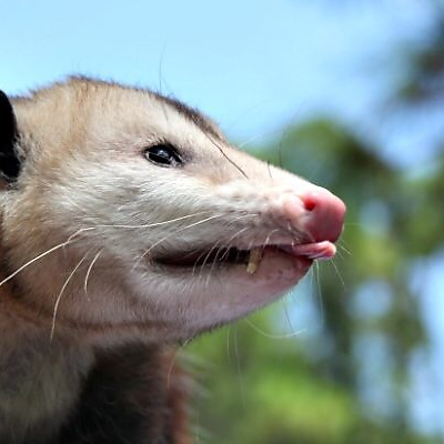 popossum picture