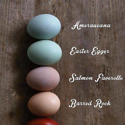 DavidChalkhorse picture