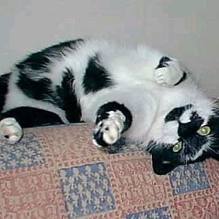 MartinaÅkerström picture