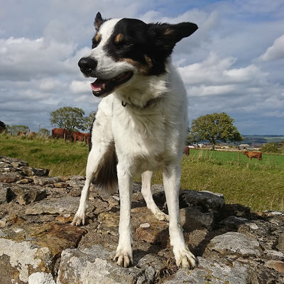 ChrisVegRuns picture