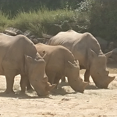 quirkyveggirl picture