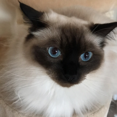 Kickboxingkitten picture