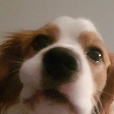 danki picture