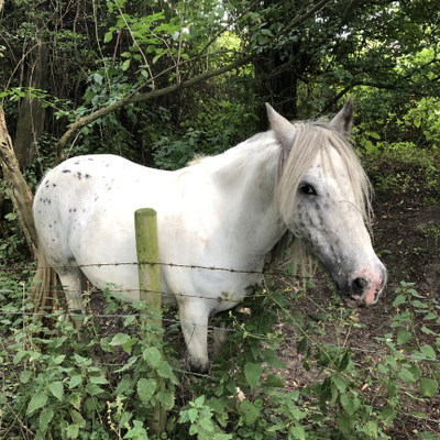 SamMaiaJames picture