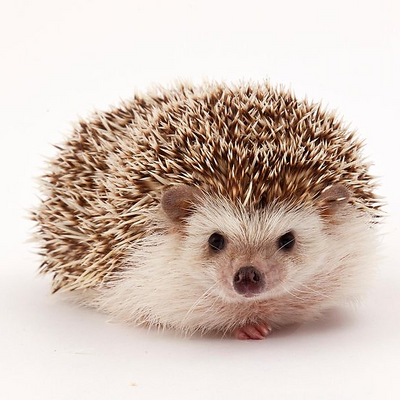 HungryHedgehog picture