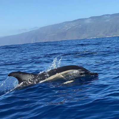 JacobinevanLaar picture