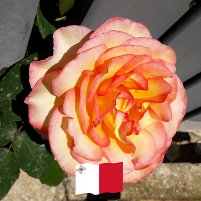 DeborahWestcott picture