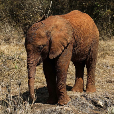 DawnCreamerLucas picture