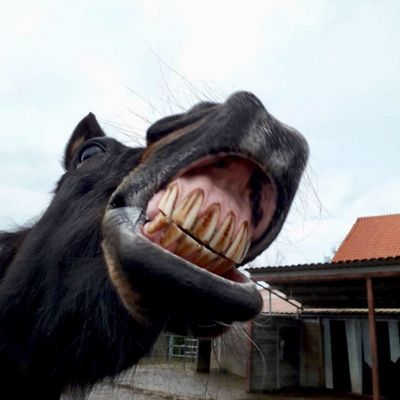 AnneliesNooijen picture