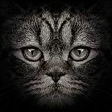 MarcinEevore picture