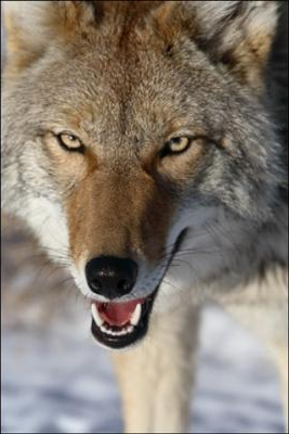 coyoteteacher picture