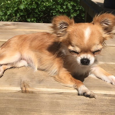 forrestcourt12 picture