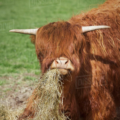 Cherryflower picture