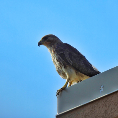 eBirder picture