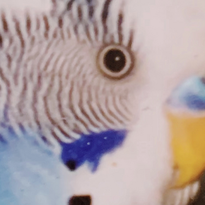 mioli picture