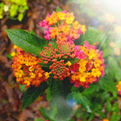 LindaD.Quimby picture