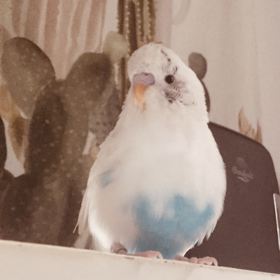 Gabby_Birb picture