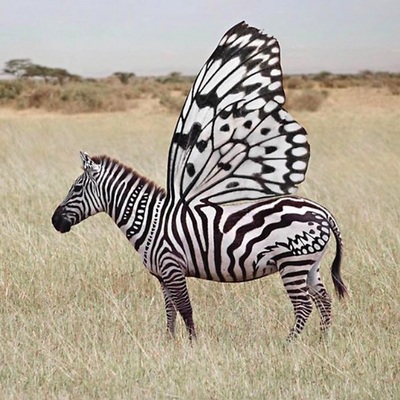 tizebra picture