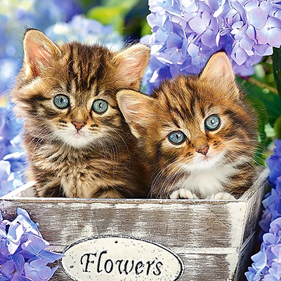 danielko_men picture