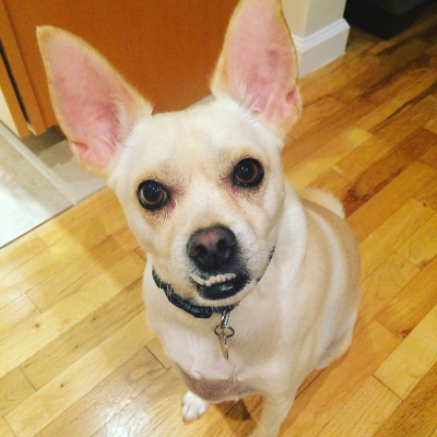 smilingveggie picture